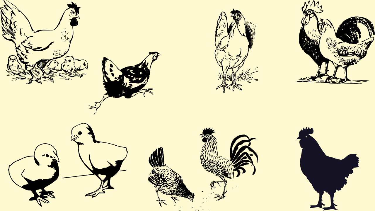 Poultry Farming Business in India